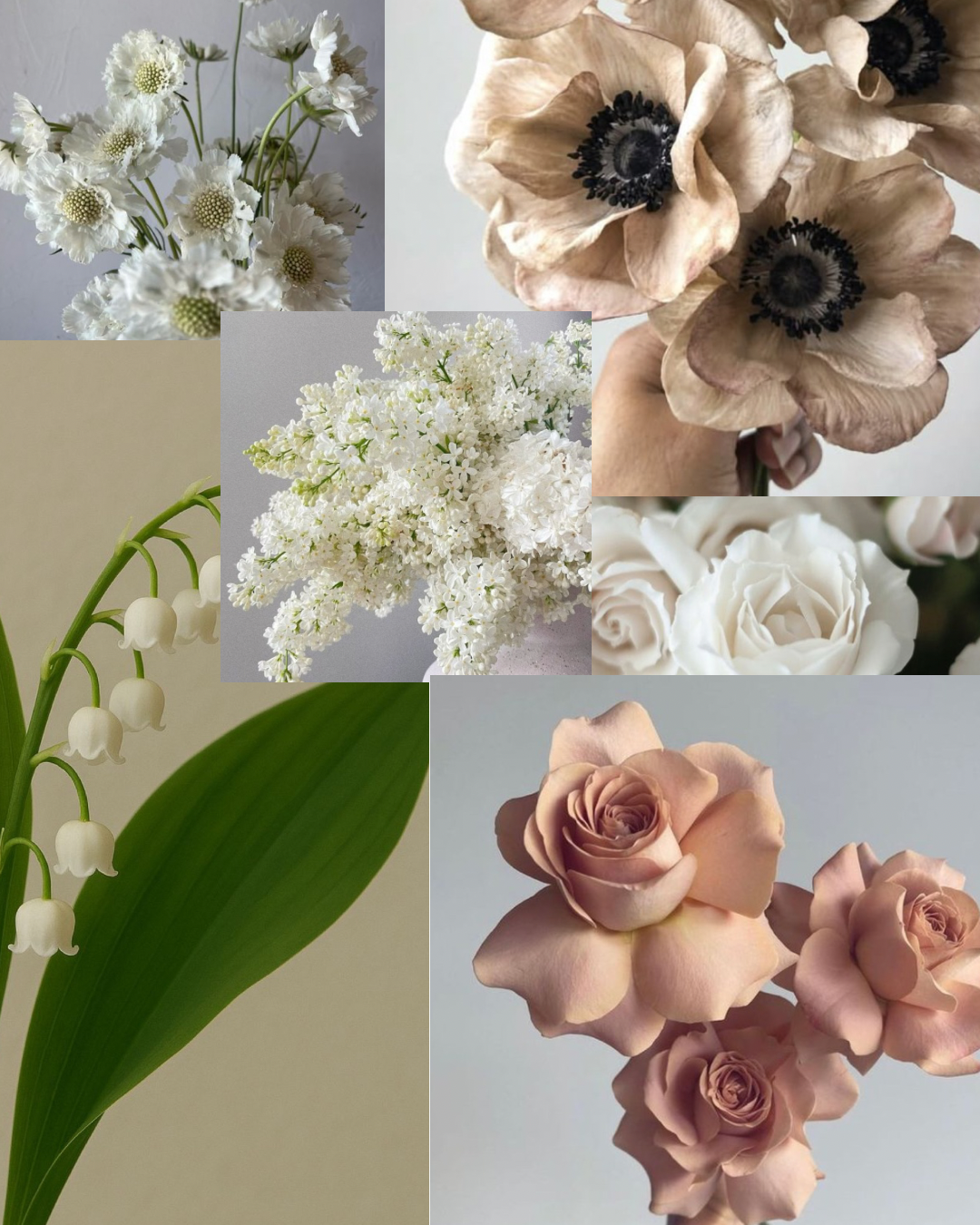 The Carmela Is Coming Soon!